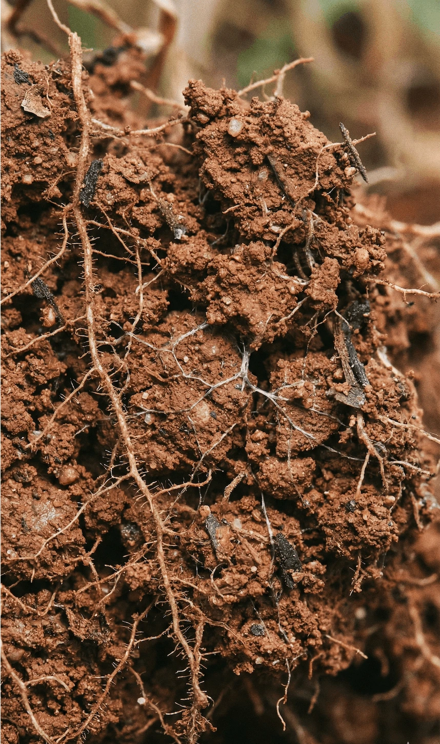 Healthy Roots in Aggregated Soil